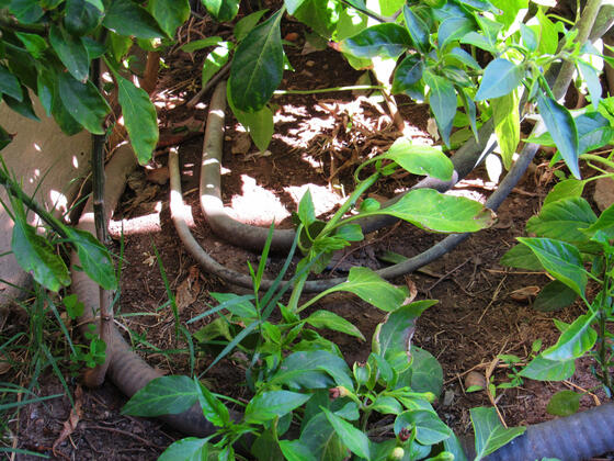 Close up of electrical tubs on dirt surronded by plants