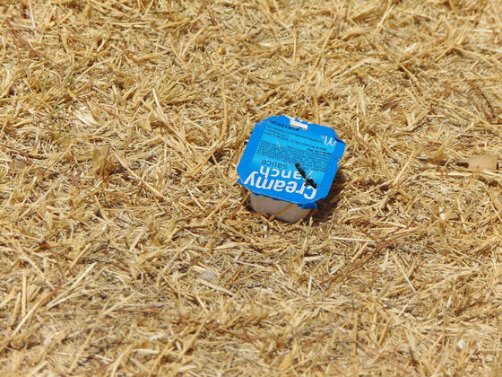 Fast-food ranch condiment with blue wrapper in yellowed dead grass